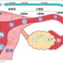 妊娠判定日のhCGが低い時は再判定を行います。